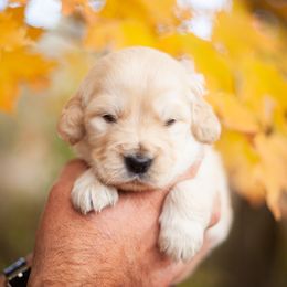 Oak (Mr. Lime) - Golden male Golden Retriever puppy in Paoli, Indiana from Rose n’ Thistle Farm