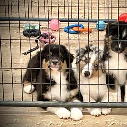 Australian Shepherd Puppies from CumberlandRidge Australian Shepherds