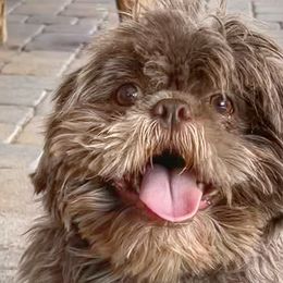 Shih Tzus from I ShihTzu Not of AZ