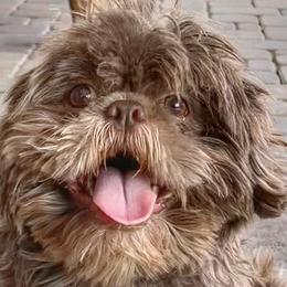 Shih Tzus from I ShihTzu Not of AZ