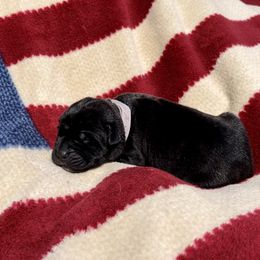 Lady Liberty - Black Cane Corso puppy in Asheville, North Carolina from War Dogs