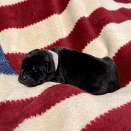 Lady Liberty - Black Cane Corso puppy in Asheville, North Carolina from War Dogs