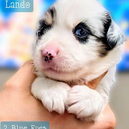 Lando - Blue merle male Miniature Australian Shepherd puppy in Punta Gorda, Florida from Christie's Creekside Aussies