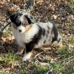 Hollis - Blue merle male Miniature Australian Shepherd puppy in Granbury, Texas from Best Little Aussies
