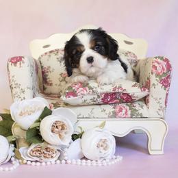 Cavalier King Charles Spaniel Puppies from Katy Cavaliers