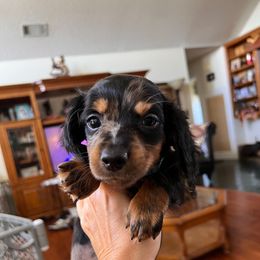 Wrangler - Dapple male Dachshund puppy in Rudy, Arkansas from Louis' Litters