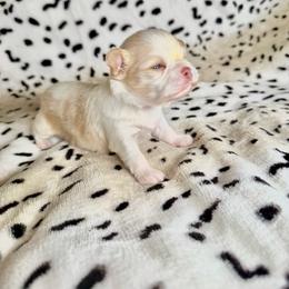 Sunny - Fawn and white male Chihuahua puppy in Canton, Ohio from Elysium Fields Chihuahuas