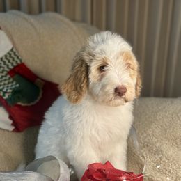PUMPKIN - red parti girl - Red female Bernedoodle puppy in Lookout, California from Remington Kennels, LLC
