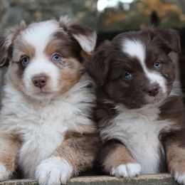 Miniature Australian Shepherds from Mossy Mountain Aussies