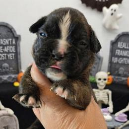 Lecter (boy) - Brindle male Boxer puppy in Red Boiling Springs, Tennessee from Silver Rain