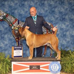 Thanos - Boerboel
