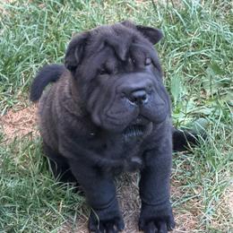 Stewie - Black male Chinese Shar-Pei puppy in China, Michigan from Blackwitch Farms