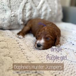 Bridle - Red  female Goldendoodle puppy in Orangevale, California from Ugly Dad Doodles