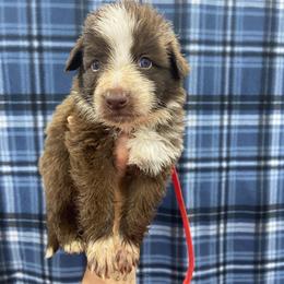 Red collar - Panda male German Shepherd puppy in Pelham, North Carolina from P & P Shepherds