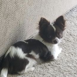 Chihuahuas from Magnolia’s puppies