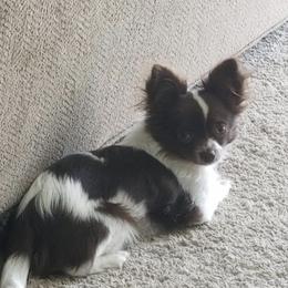 Chihuahuas from Magnolia’s puppies