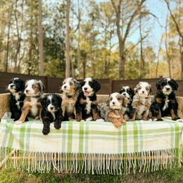 Bernedoodle puppies from BellaDoodles