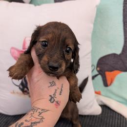 Willy - Red male Dachshund puppy in Barnard, Missouri from KB Doxies