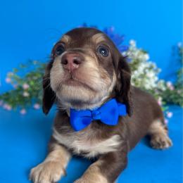 Chip(2400) - Chocolate and cream male Dachshund puppy in Augusta, Arkansas from Savvy-Dee's Dachshunds