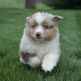 Mycroft - Red merle male Australian Shepherd puppy in Holmesville, Ohio from Coffee Run Spring at Miller Farms