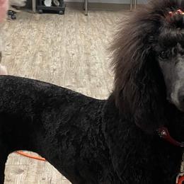 Poodles from Royal Retriever Poodles