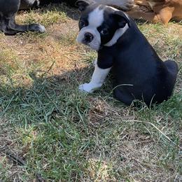 Boston Terrier Puppies from Boston Terrier Besties