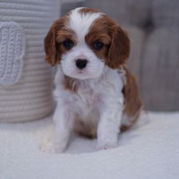 Cavalier King Charles Spaniel Puppies from Country View Cavaliers