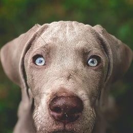 Weimaraners from Velocity Weimaraners