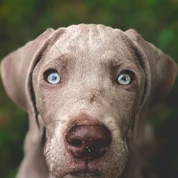 Weimaraners from Velocity Weimaraners