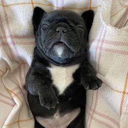 French Bulldog Puppies from Divine French Bulldogs