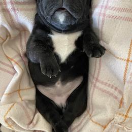 French Bulldog Puppies from Divine French Bulldogs
