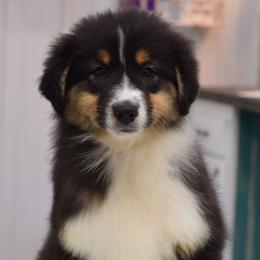 Clover - Black tri-color female Australian Shepherd puppy in Paris, Kentucky from Silverstone Kennel