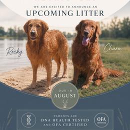 Golden Retriever puppies from Keller's Retrievers