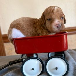 Lucian - Red male Cockapoo puppy in Connersville, Indiana from MoonShine Babies
