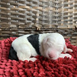 Sheepadoodle Puppies from Narrow Path Puppies