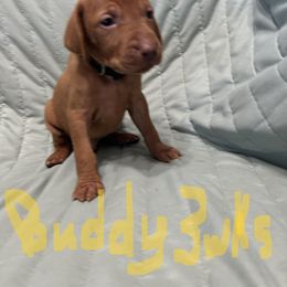 Black - Golden rust male Vizsla puppy in Sioux County, Iowa from Pheasant Poppers Vizslas