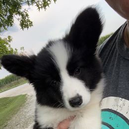 American Corgi and Pembroke Welsh Corgi Puppies from Beebe’s Corgis