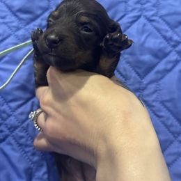 Mint girl - Chocolate and tan Dachshund puppy in Frederick, Colorado from Get low Mini Dachshunds