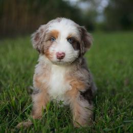 Australian Mountain Doodle Puppies from Brick House Farm Doodles