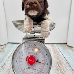 Boy 2 - Poodle puppy in Inman, South Carolina from Raynebow Rose Poodles