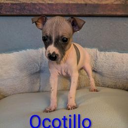Ocotillo - Red and white male American Hairless Terrier puppy in Phoenix, Arizona from Bare Valley