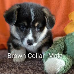 Boy 1 Brown Collar - Black and tan male Pembroke Welsh Corgi puppy in Alexandria, Minnesota from Tammy Gorham Corgis