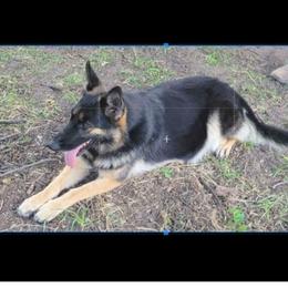 Kiera - German Shepherd