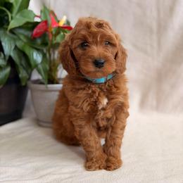 Missy - Red  female Goldendoodle puppy in Oxford, Pennsylvania from FriendlyPals