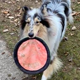 Collies and Papillons from Glenara Collies & Papillons