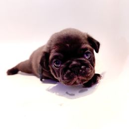 Hugo (blue collar) - Silver male Pug puppy in Hereford, Arizona from Broken Road Ranch Pugs