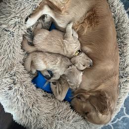 Golden Retriever Puppies from Golden Hour Golden Retrievers