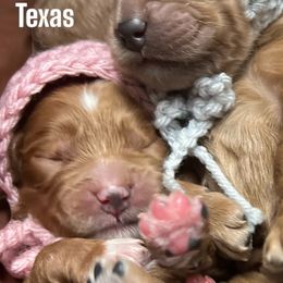 Cockapoos and Goldendoodles from Royal Doodles of Texas