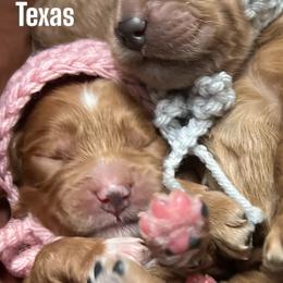 Cockapoos and Goldendoodles from Royal Doodles of Texas