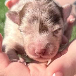Vermithor - Red merle male Australian Shepherd puppy in Kokomo, Indiana from North Central Aussies